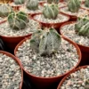 Astrophytum Ornatum, Bishop's Cap, Monk's Hood, Start Cactus, Rare Cactus in 3", 6" pot