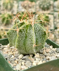 Astrophytum Ornatum, Bishop's Cap, Monk's Hood, Start Cactus, Rare Cactus in 3", 6" pot