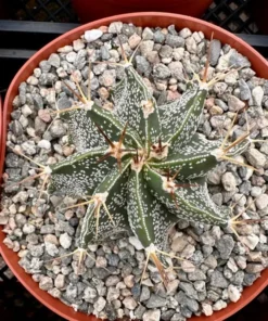 Astrophytum Ornatum, Bishop's Cap, Monk's Hood, Start Cactus, Rare Cactus in 3