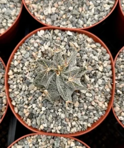 Astrophytum Ornatum, Bishop's Cap, Monk's Hood, Start Cactus, Rare Cactus in 3