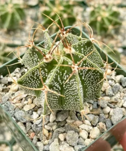 Astrophytum Ornatum, Bishop's Cap, Monk's Hood, Start Cactus, Rare Cactus in 3