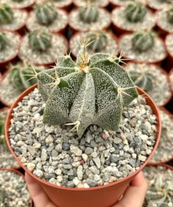 Astrophytum Ornatum, Bishop's Cap, Monk's Hood, Start Cactus, Rare Cactus in 3