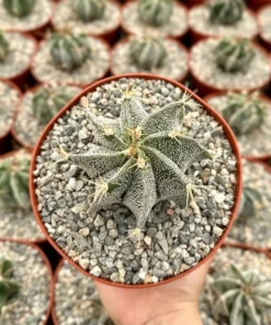 Astrophytum Ornatum, Bishop's Cap, Monk's Hood, Start Cactus, Rare Cactus in 3