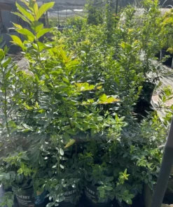 BLUEBERRY PLANT, 3 feet tall.