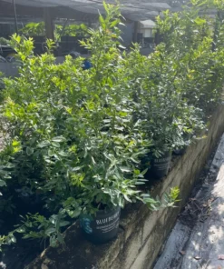 BLUEBERRY PLANT, 3 feet tall.