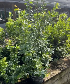 BLUEBERRY PLANT, 3 feet tall.