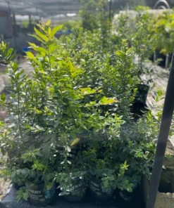 BLUEBERRY PLANT, 3 feet tall.