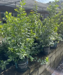 BLUEBERRY PLANT, 3 feet tall.