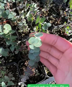 Baby Blue Eucalyptus Live Plant, Live Evergreen Tree, Unique Plant, Baby Tree