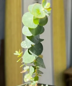 Baby Blue Eucalyptus Live Plant, Live Evergreen Tree, Unique Plant, Baby Tree