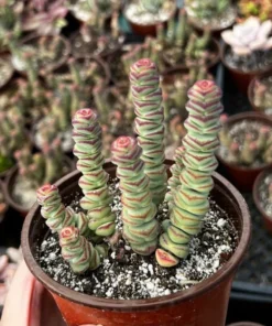 Baby Necklace, Crassula Rupestris, Rare Succulent, Live Plant in 4'' pot
