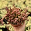 Baby Necklace Succulent Live Plant 2 Inch Pot Crassula Rupestris Rare Succulent