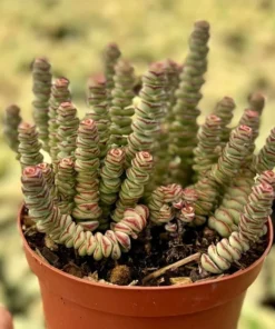 Baby Necklace Succulent Live Plant 2 Inch Pot Crassula Rupestris Rare Succulent
