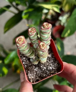 Baby Necklace Succulent Live Plant 2 Inch Pot Crassula Rupestris Rare Succulent