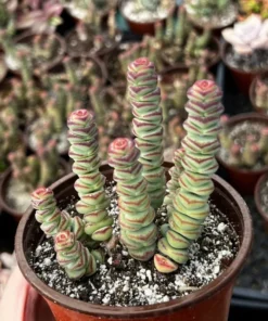 Baby Necklace Succulent Live Plant 2 Inch Pot Crassula Rupestris Rare Succulent