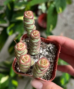 Baby Necklace Succulent Live Plant 2 Inch Pot Crassula Rupestris Rare Succulent
