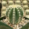 Balloon Cactus Live Plant 4" Pot Blue-Green Golden Spines