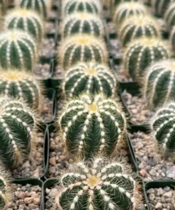 Balloon Cactus Live Plant 4" Pot Blue-Green Golden Spines