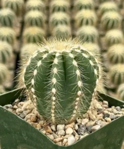 Balloon Cactus Live Plant 4