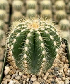 Balloon Cactus Live Plant 4