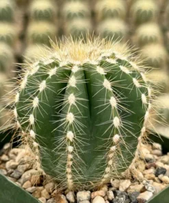 Balloon Cactus Live Plant 4