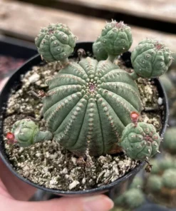 Baseball Plant, Euphorbia Obesa, Rare Plant, Cactus Cluster, Potted Succulent in 3.5'', 6