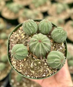 Baseball Plant, Euphorbia Obesa, Rare Plant, Cactus Cluster, Potted Succulent in 3.5'', 6" pot