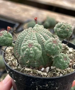 Baseball Plant, Euphorbia Obesa, Rare Plant, Cactus Cluster, Potted Succulent in 3.5'', 6