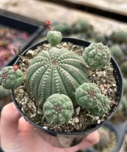 Baseball Plant, Euphorbia Obesa, Rare Plant, Cactus Cluster, Potted Succulent in 3.5'', 6