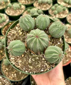 Baseball Plant, Euphorbia Obesa, Rare Plant, Cactus Cluster, Potted Succulent in 3.5'', 6
