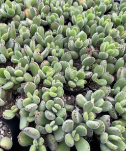 Bear’s Paw, Cotyledon Tomentosa, Potted Small Succulent, Cute Plant in 2'', 4'' pot