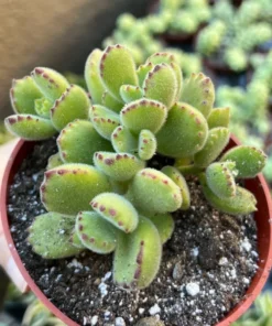 Bear’s Paw, Cotyledon Tomentosa, Potted Small Succulent, Cute Plant in 2'', 4'' pot
