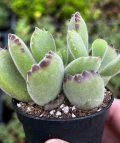 Bear’s Paw, Cotyledon Tomentosa, Potted Small Succulent, Cute Plant in 2'', 4'' pot