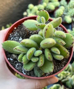 Bear’s Paw, Cotyledon Tomentosa, Potted Small Succulent, Cute Plant in 2'', 4'' pot