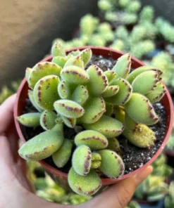 Bear’s Paw, Cotyledon Tomentosa, Potted Small Succulent, Cute Plant in 2'', 4'' pot