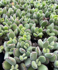 Bear’s Paw, Cotyledon Tomentosa, Potted Small Succulent, Cute Plant in 2'', 4'' pot