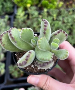 Bear’s Paw, Cotyledon Tomentosa, Potted Small Succulent, Cute Plant in 2'', 4'' pot