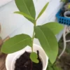 Black Java Plum (syzygium cumini) fruit tree 6” - 10” Live Plant / Cây Trái Trâm