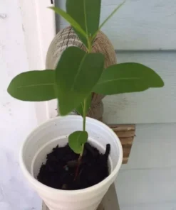 Black Java Plum (syzygium cumini) fruit tree 6” - 10” Live Plant / Cây Trái Trâm