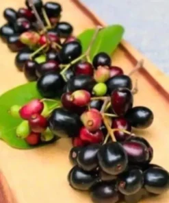 Black Java Plum (syzygium cumini) fruit tree 6” - 10” Live Plant / Cây Trái Trâm