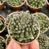 Black Sea Urchin Succulent 2-inch Pot | Sinocrassula Yunnanensis | Rare Succulent