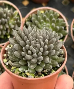 Black Sea Urchin Succulent 2-inch Pot | Sinocrassula Yunnanensis | Rare Succulent