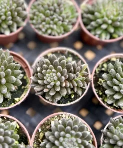 Black Sea Urchin Succulent 2-inch Pot | Sinocrassula Yunnanensis | Rare Succulent