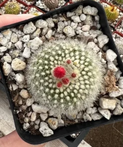 Blooming Cactus 2.5'' pot