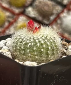 Blooming Cactus 2.5'' pot