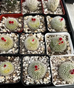 Blooming Cactus 2.5'' pot