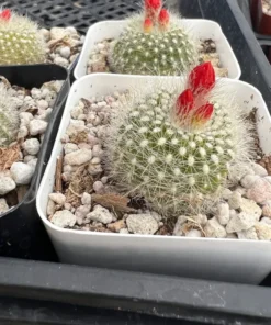 Blooming Cactus 2.5'' pot