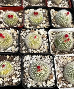 Blooming Cactus 2.5'' pot