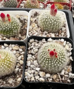 Blooming Cactus 2.5'' pot