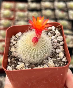 Blooming Cactus 2.5'' pot